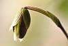 paph hennisianum bloom watch-paph-hennisianum-1-jpg