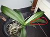 Weird Phal Leave-inkedimg_20220323_004515_li-jpg