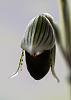paph hennisianum bloom watch-paph-hennisianum-2-jpg