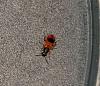 Red and black oblong beetle?-pxl_20220324_184743762-1-jpg