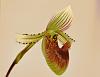 paph hennisianum bloom watch-untitled-1-jpg