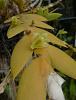 Not dead yet - Dendrobium anceps-den-anceps-2-jpg