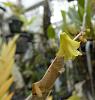 Not dead yet - Dendrobium anceps-den-anceps-4-jpg
