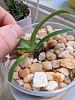 Avoiding crown rot in paphiopedilum-pxl_20220415_170038154-jpg