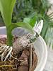 Should I start to water my catasetum Type orchid?-whatsapp-image-2022-04-21-12-45-47-pm-jpg