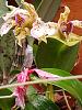 Amesiella LOC Snow White*and Dendrobium normanbyense-dendrobium-normanbyense-4-14-jpg