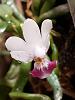 Ionopsis utricularioides, Phal parishii, Psygmorchis pusilla, Restrepia dodsonii-phal-parishii-4-14-22-2-jpg