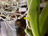 Ionopsis utricularioides, Phal parishii, Psygmorchis pusilla, Restrepia dodsonii-spanish-moss-4-16-22-jpg