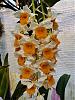 Dendrobium thyrsiflorum-thyrsiflorum-1-23apr22-jpg