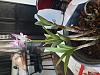 Trying to identify this dendrobium-20220424_123411-jpg