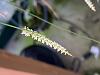 What's in Season at the Asparagus Farm?-dendrochilum-tenellum-jpg