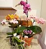Caught all my phals in bloom-img_20220428_182410_405-jpg