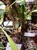 Masdevallia floribunda and Eria extinctorium-masdevallia-floribunda-4-2022-jpg