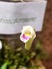 Masdevallia floribunda and Eria extinctorium-eria-extinctorium-4-2022-2-jpg