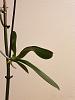 Keiki leaves on stem are drooping!-279641842_682176013007044_3972695598551036503_n-jpg