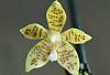 tmoneys phlowering phals and such-wossner-mosquito-jpg