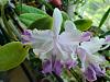 Cattleya intermedia var. coerulea arquinii-20220511_074919-jpg