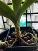 Vanda losing leaves! HELP!!-whatsapp-image-2022-05-19-12-06-32-pm-1-jpg