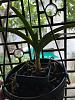 Vanda losing leaves! HELP!!-whatsapp-image-2022-05-19-12-06-24-pm-jpg