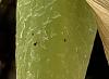 Bugs Identified (I think) - Weevil-2-jpg