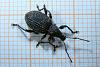 Bugs Identified (I think) - Weevil-otiorhynchus_sulcatus_23-8-2007_20-10-41-jpg