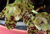 tmoneys phlowering phals and such-phal-doweryensis-lip-jpg