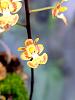 Phalaenopsis chibae-20220522_203242-jpg