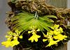 Oncidium glossomystax-oncidium-glossomystax-jpg