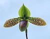 Paph. Duguesclin-paph_duguesclin-jpg