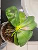 Phalaenopsis Bellina - Brown stains on leaves-287316724_1190365028389244_4047619241007474496_n-jpg