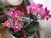 is there Phal stuartiana in it?-img_20220523_192944801-jpg