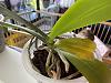 Dormant phal with odd leaf-image-jpg