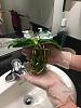 Phalaenopsis Bellina - Brown stains on leaves-4-jpg