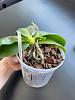 Phalaenopsis Bellina - Brown stains on leaves-5-jpg