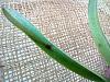 Cattleya seedling - sun burn or fungi?-img_20220702_092530692_hdr-jpg