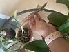 NOID Cattleya Browning Leaf-a3b8e1d2-3f24-45df-b201-4e483ae08be2-jpg