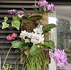 Mini phal blooming-3aae0805-8484-4547-8084-3c980c6e0b3a-jpg