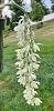 Clowesia russelliana-img_0620-jpg