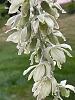 Clowesia russelliana-img_0623-jpg