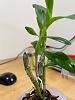 what to do with this dendrobium nobile new growth?-kiki1-jpg