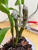 what to do with this dendrobium nobile new growth?-kiki2-jpg