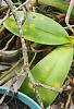 Yellow spots of phalenopsis leaves-img_20220826_093521__01-jpg