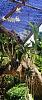 Dendrobium Shavin White-img_20220829_100856-jpg