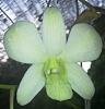 Dendrobium Shavin White-img_20220820_064207-jpg