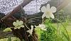 Dendrobium Shavin White-img_20220826_073202-jpg