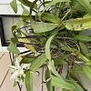 Help - epiphytic orchid - what to do?-c3f95040-a8b1-4c28-ab4b-7da35704b391-jpg