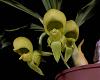 Catasetum gladiatorium x barbatum-4752f_catasetum-gladiatorium-barbatum-jpg