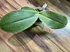 Phalaenopsis gigantea - long term growing project-ccab8bca-50a9-48da-ae56-29822a4bb934-jpg