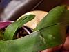 Phalaenopsis - bumps on leaves-20220721_184953-jpg