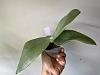Phalaenopsis gigantea - long term growing project-8ffc7a85-54d8-4a22-9cdd-f309124130bc-jpg